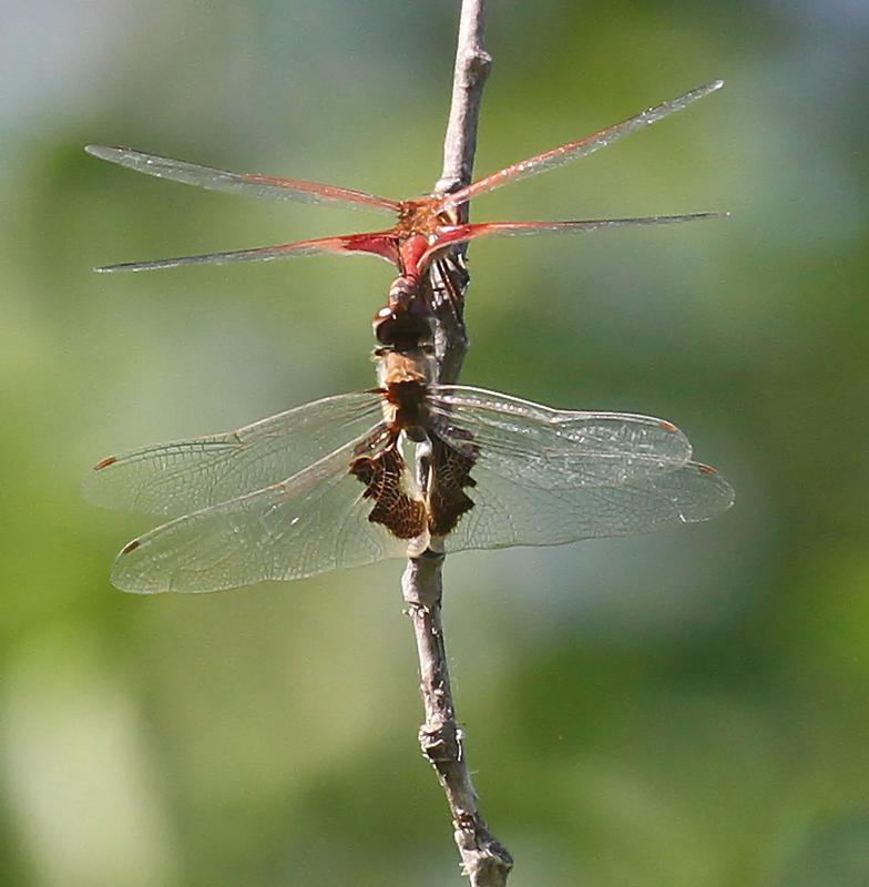 Photo of Red Saddlebags