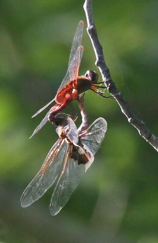 Photo of Red Saddlebags