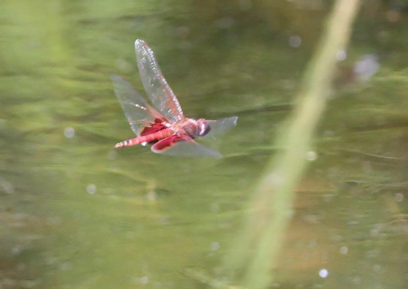 Photo of Red Saddlebags