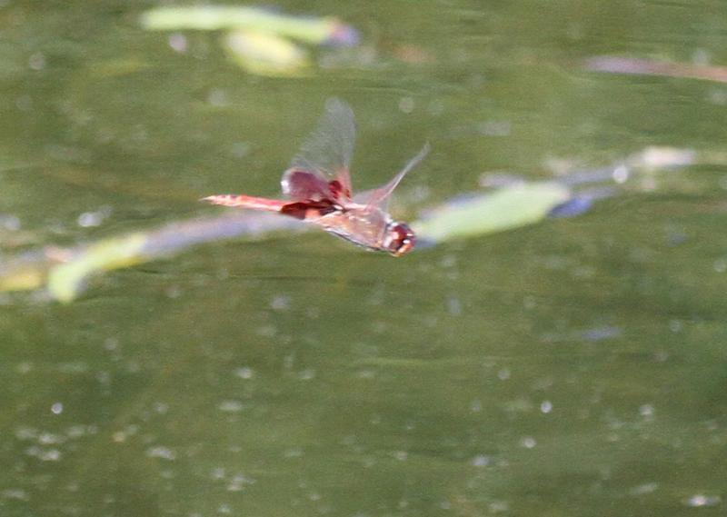 Photo of Red Saddlebags