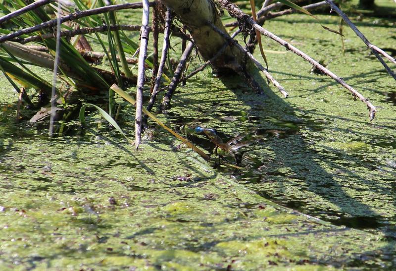 Photo of Common Green Darner