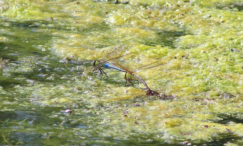 Photo of Common Green Darner