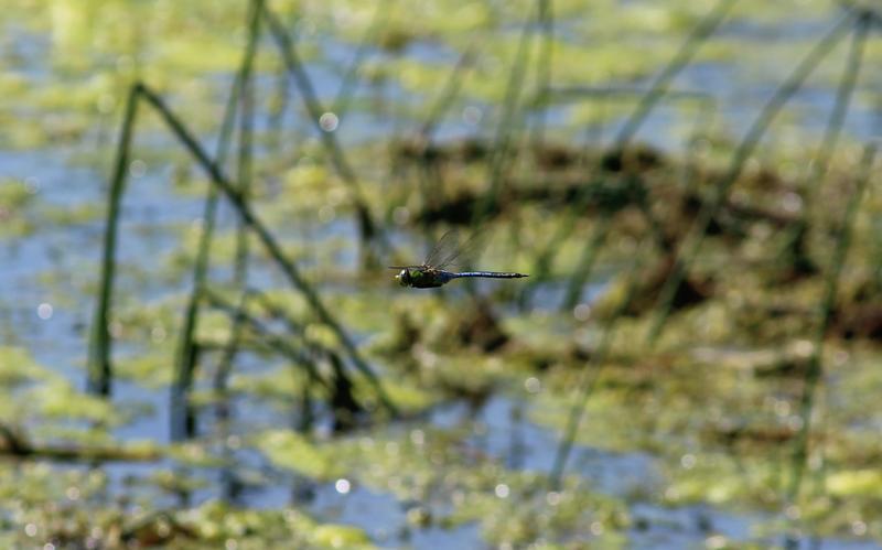 Photo of Common Green Darner