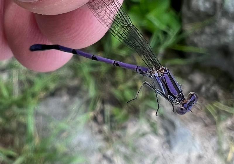 Photo of Variable Dancer (Violet Dancer ssp.)