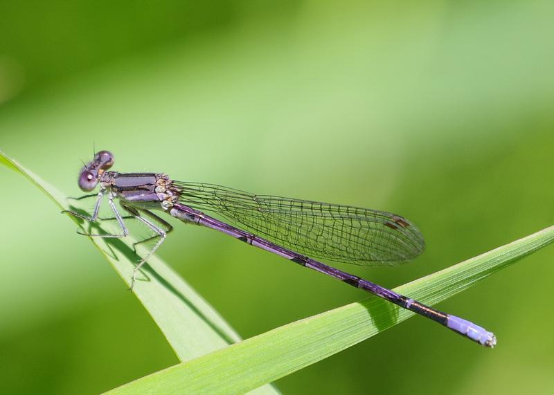 Photo of Variable Dancer (Violet Dancer ssp.)