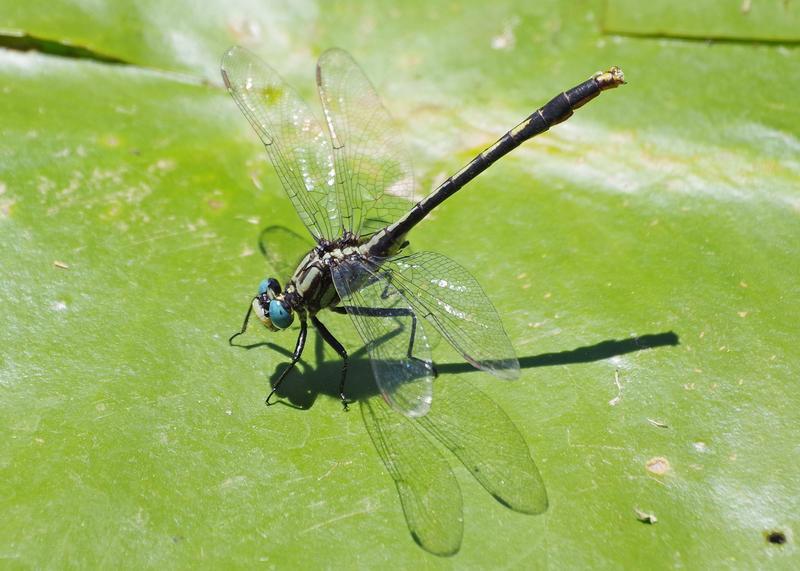 Photo of Lilypad Clubtail