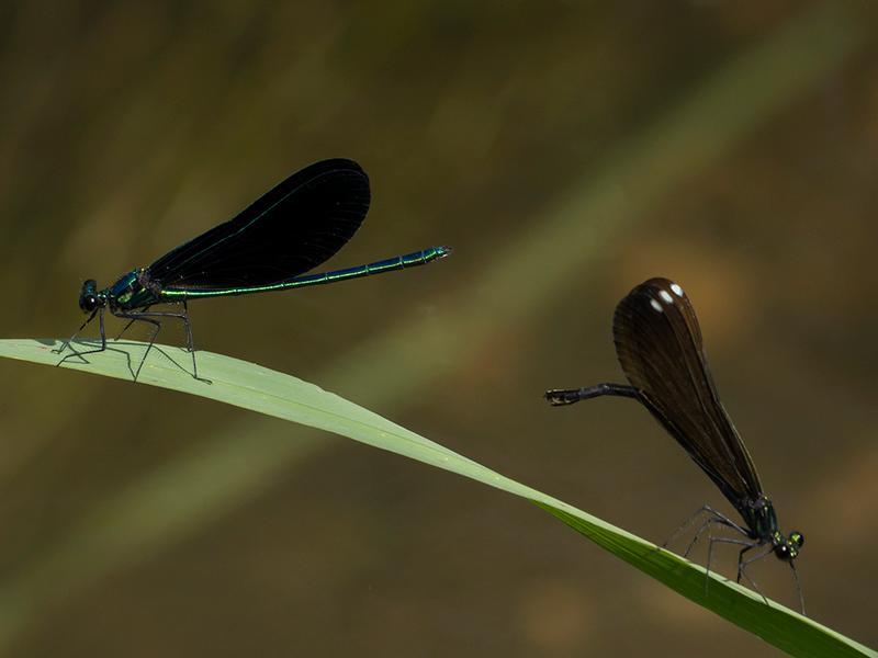 Photo of Ebony Jewelwing