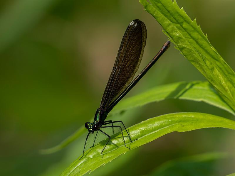 Photo of Ebony Jewelwing