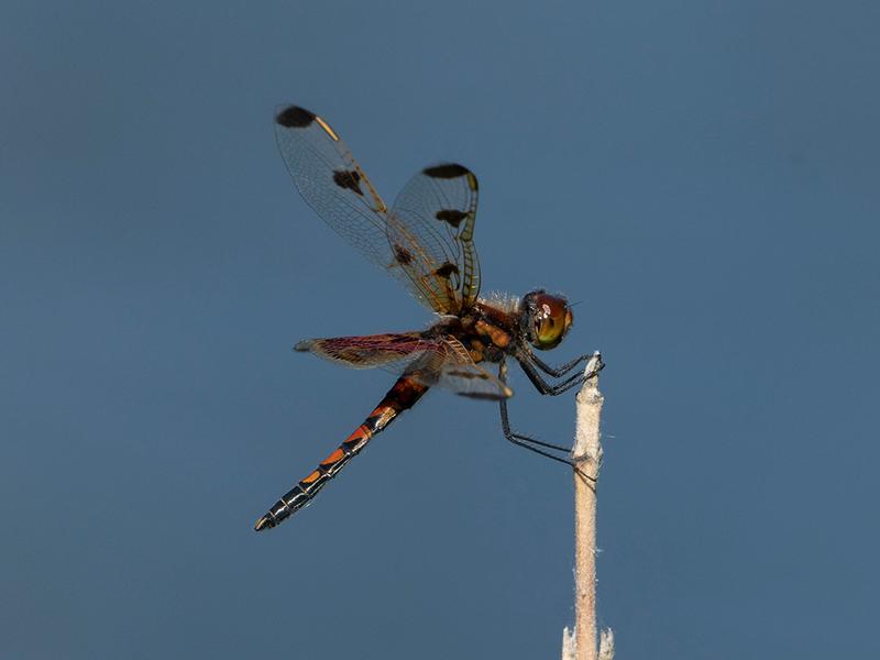 Photo of Calico Pennant