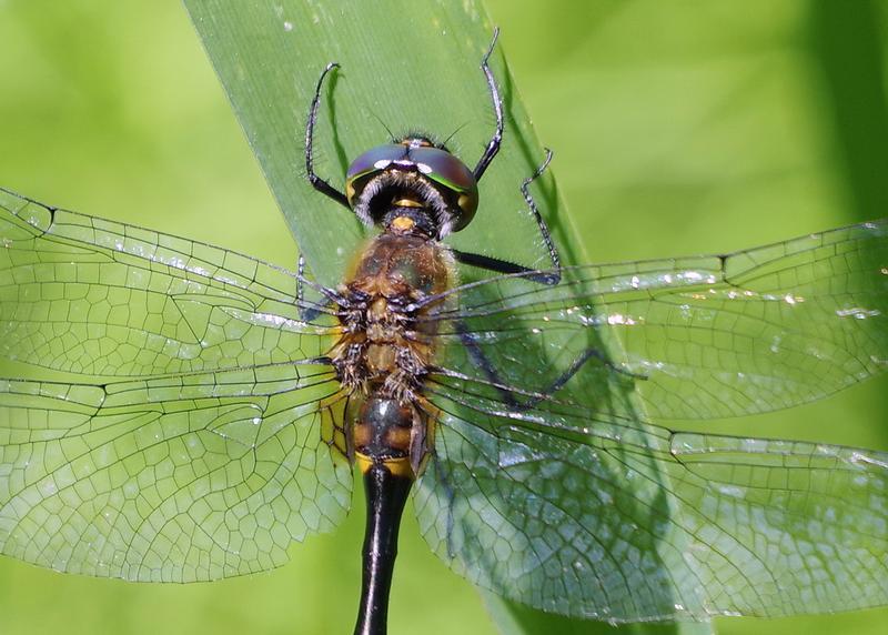 Photo of Racket-tailed Emerald