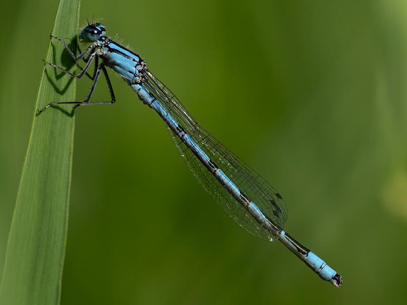 Photo of Hagen's Bluet