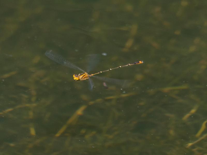 Photo of Orange Bluet