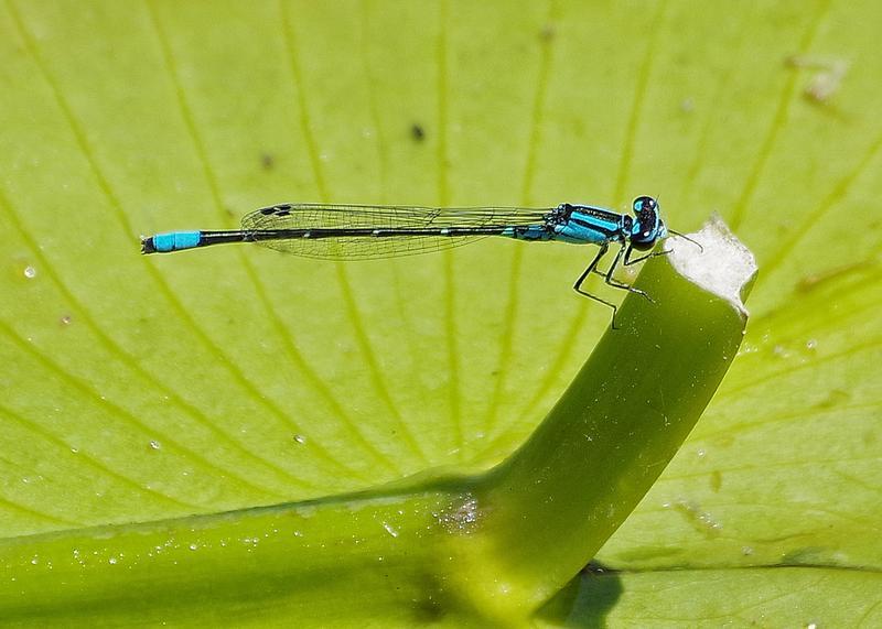 Photo of Skimming Bluet