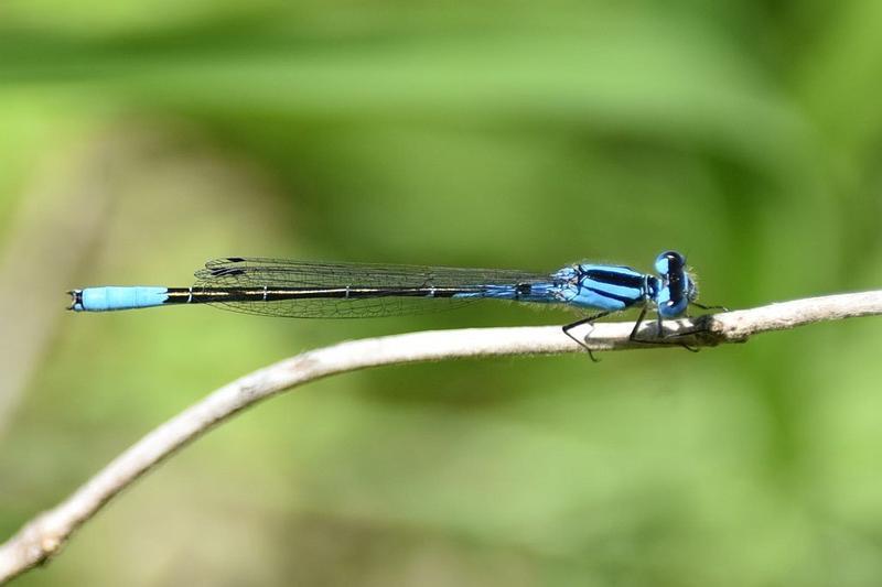 Photo of Azure Bluet