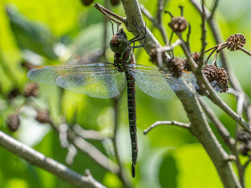 Photo of Swamp Darner