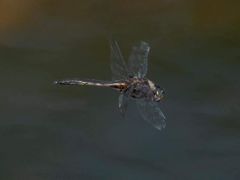 Photo of Common Baskettail
