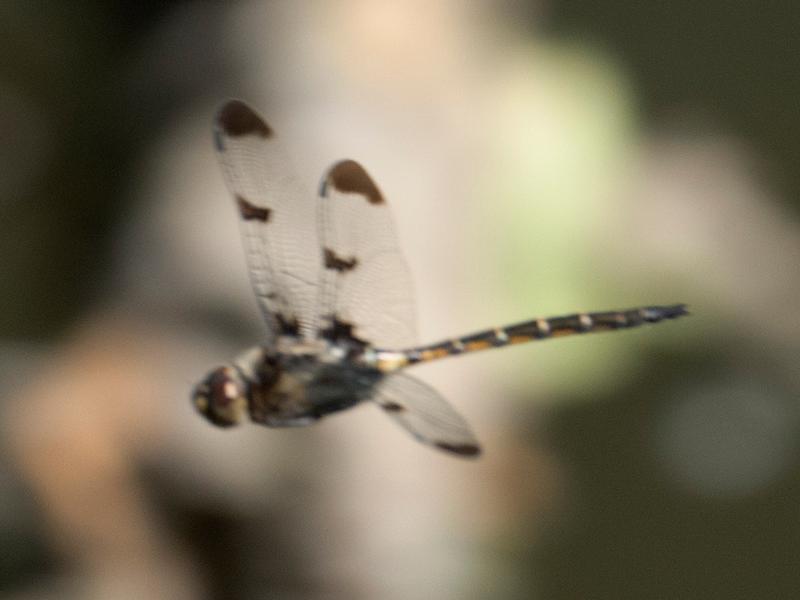 Photo of Prince Baskettail