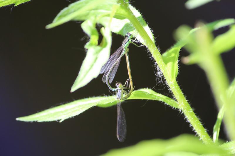 Photo of Eastern Forktail