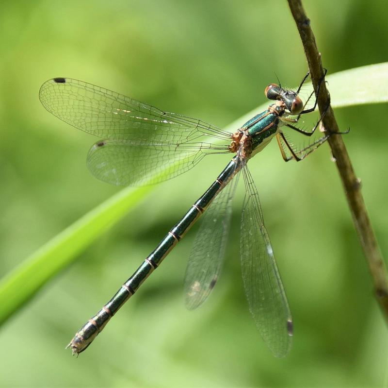 Photo of Emerald Spreadwing