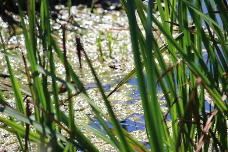 Photo of Twelve-spotted Skimmer