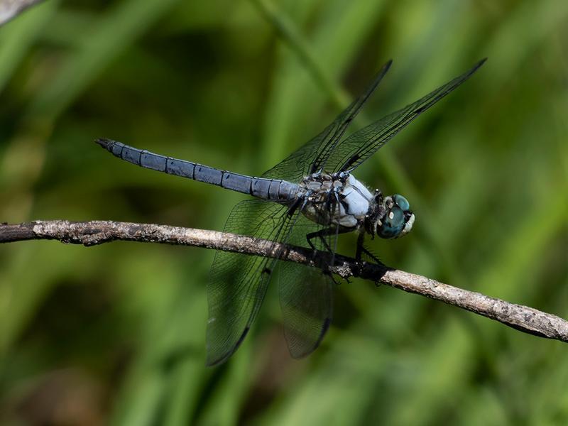 Photo of Great Blue Skimmer