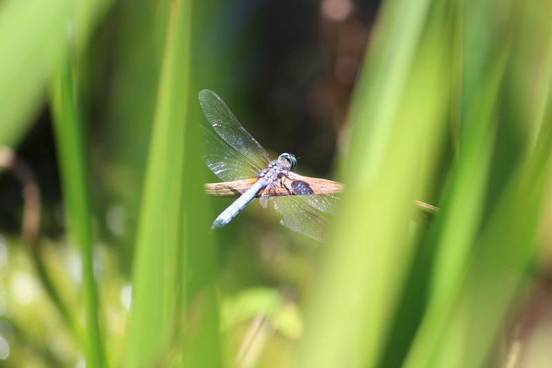 Photo of Blue Dasher