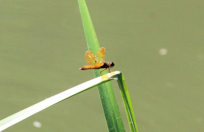 Photo of Eastern Amberwing