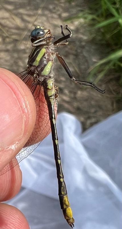 Photo of Lancet Clubtail