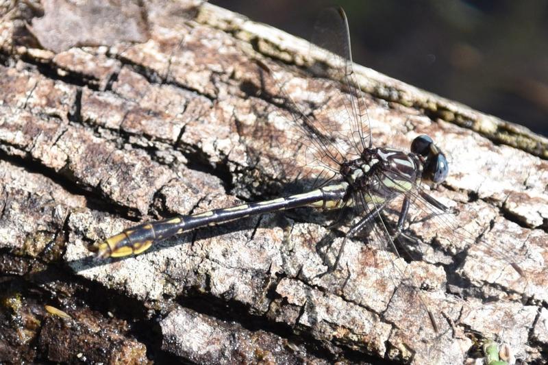 Photo of Lancet Clubtail