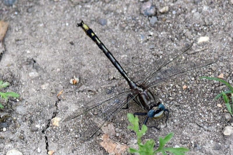 Photo of Lancet Clubtail