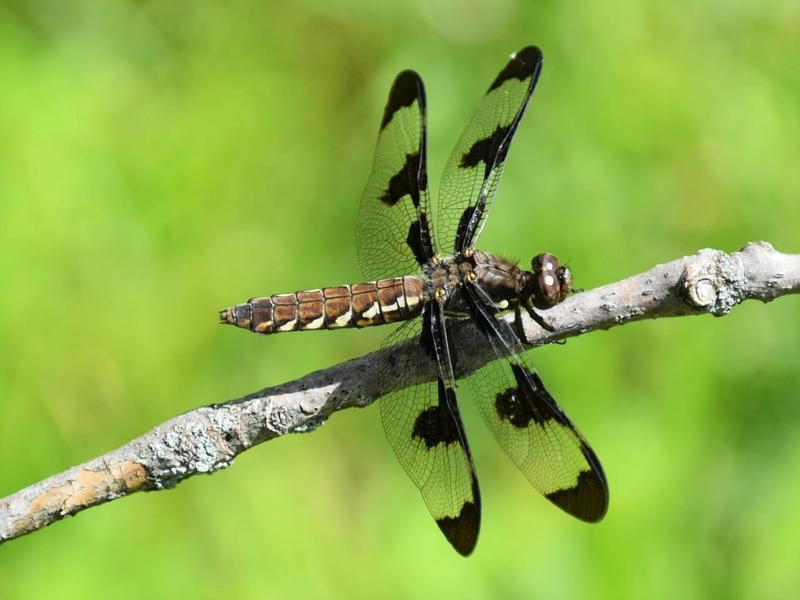 Photo of Common Whitetail