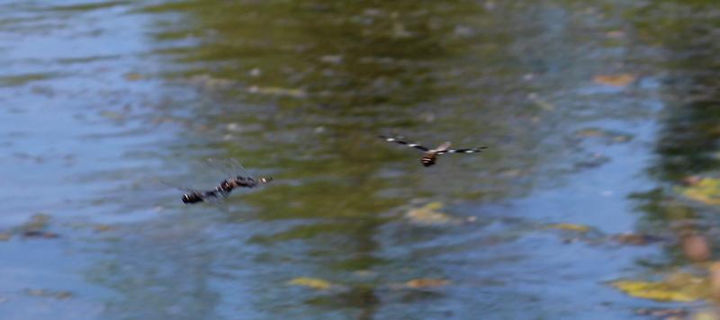 Photo of Black Saddlebags