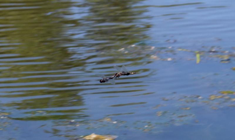 Photo of Black Saddlebags