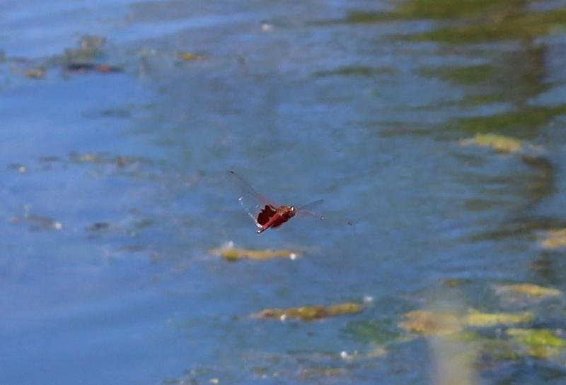 Photo of Red Saddlebags