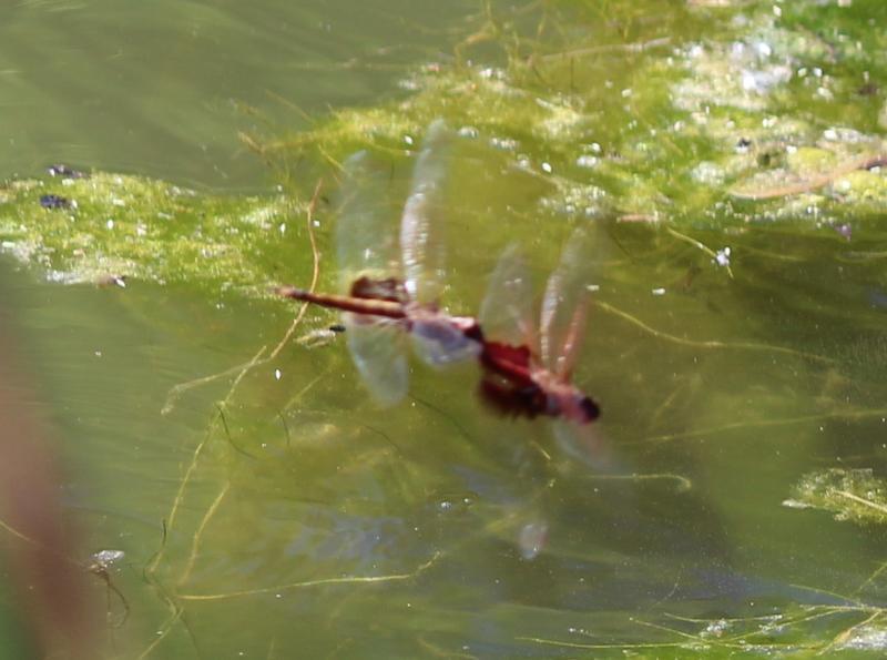 Photo of Red Saddlebags