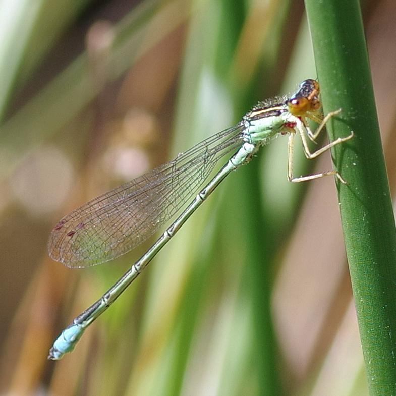 Photo of Rainbow Bluet