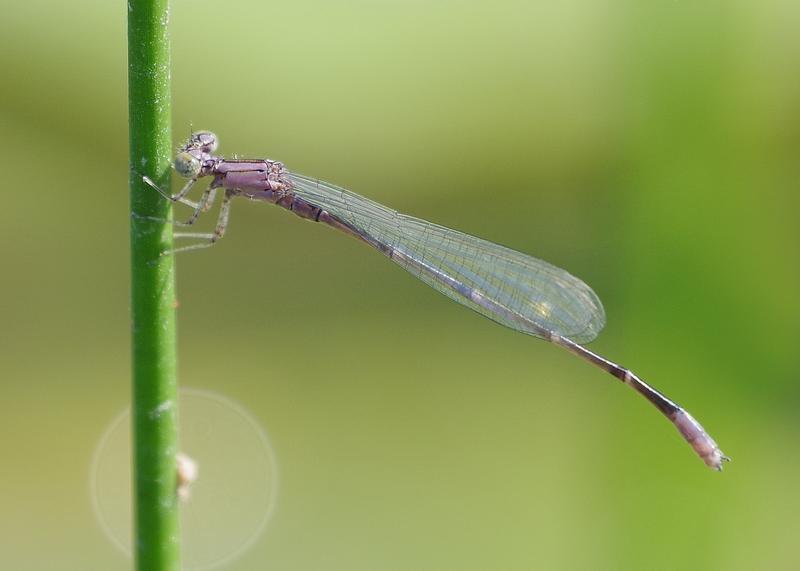 Photo of Slender Bluet