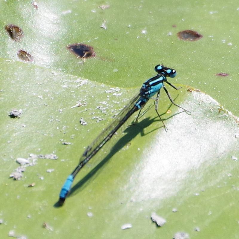 Photo of Lilypad Forktail