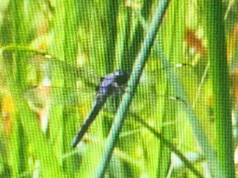 Photo of Spangled Skimmer