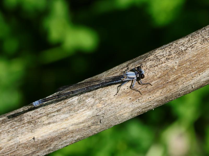 Photo of Powdered Dancer