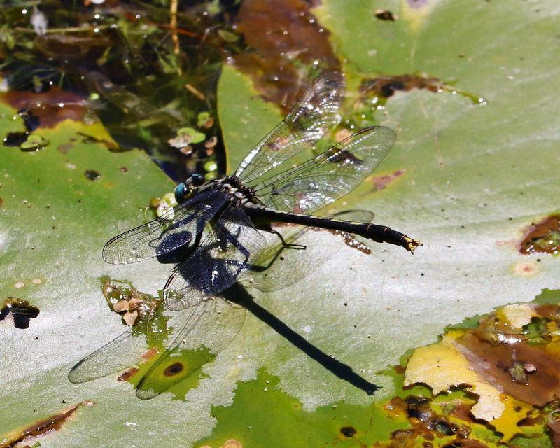 Photo of Lilypad Clubtail