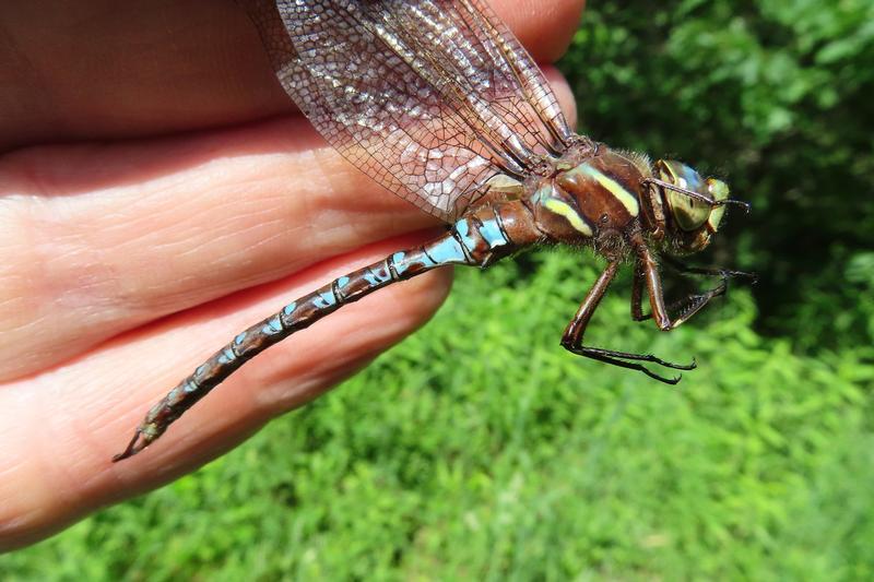 Photo of Springtime Darner