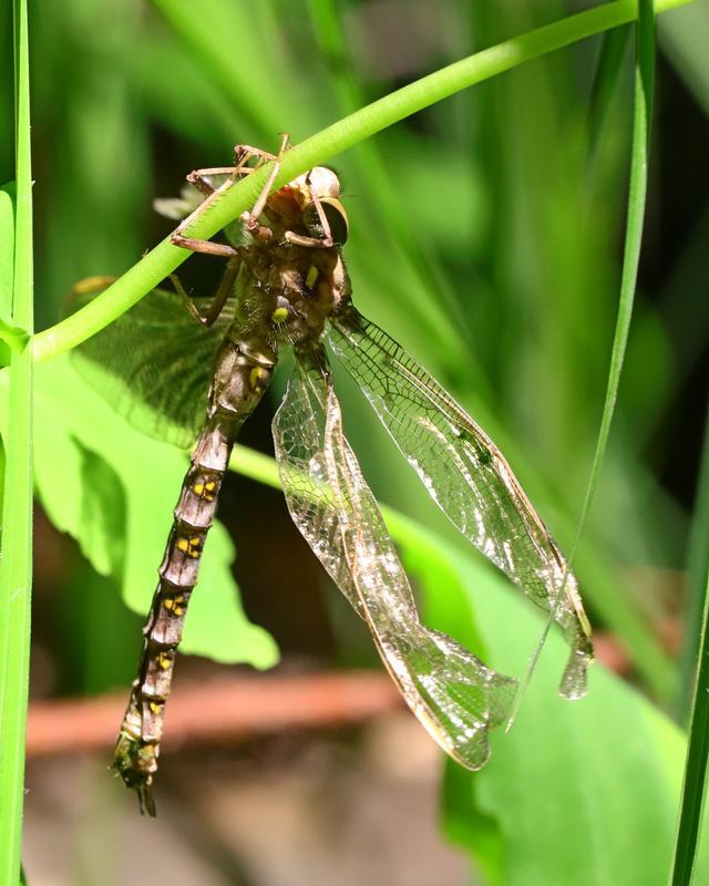 Photo of Fawn Darner