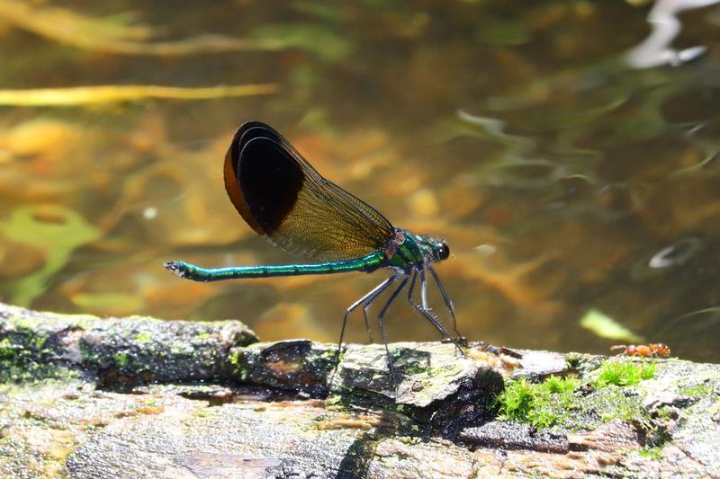 Photo of River Jewelwing