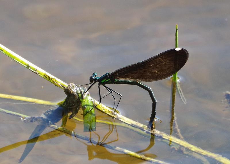 Photo of Ebony Jewelwing