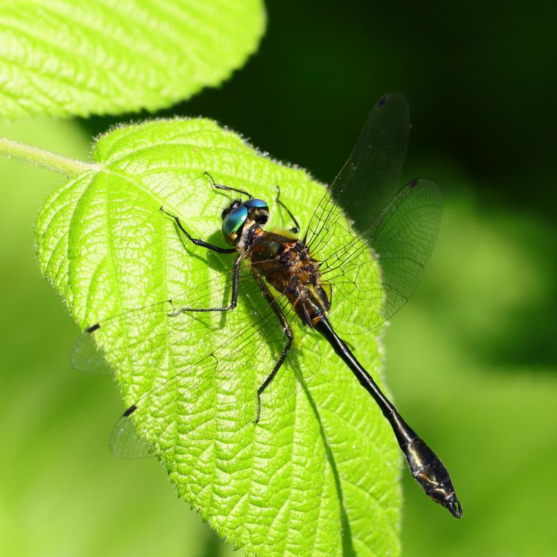 Photo of Racket-tailed Emerald