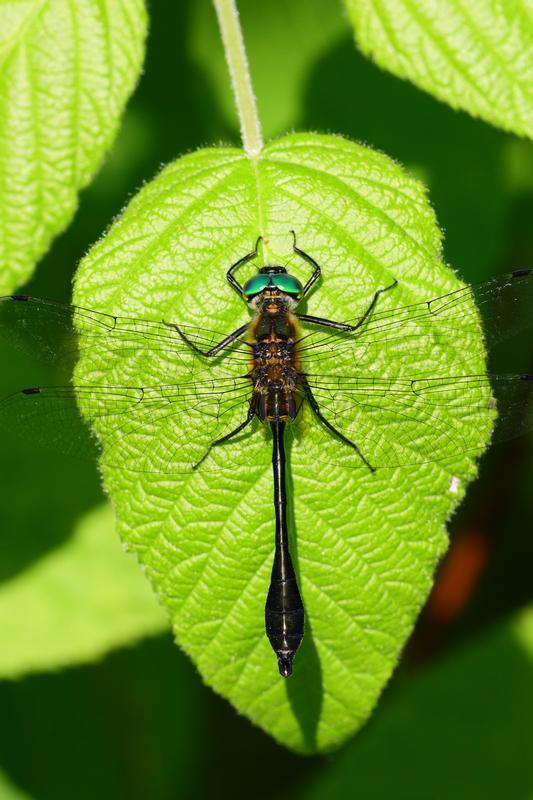 Photo of Racket-tailed Emerald