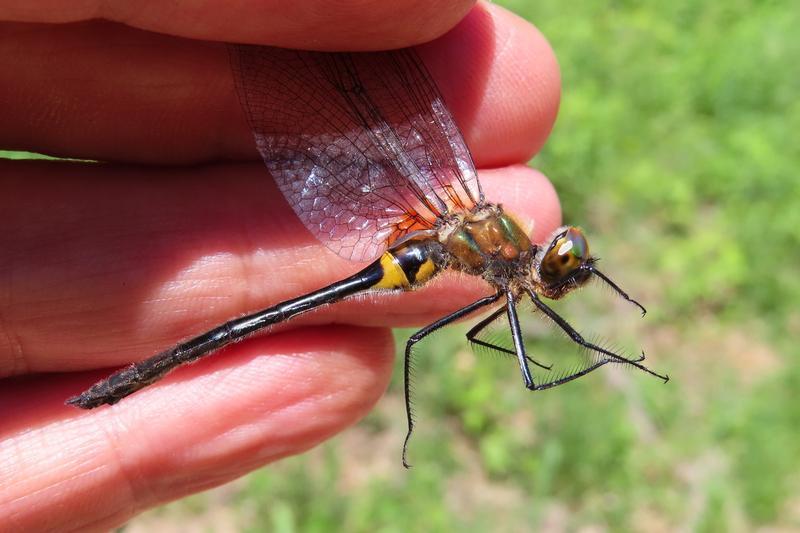 Photo of Racket-tailed Emerald