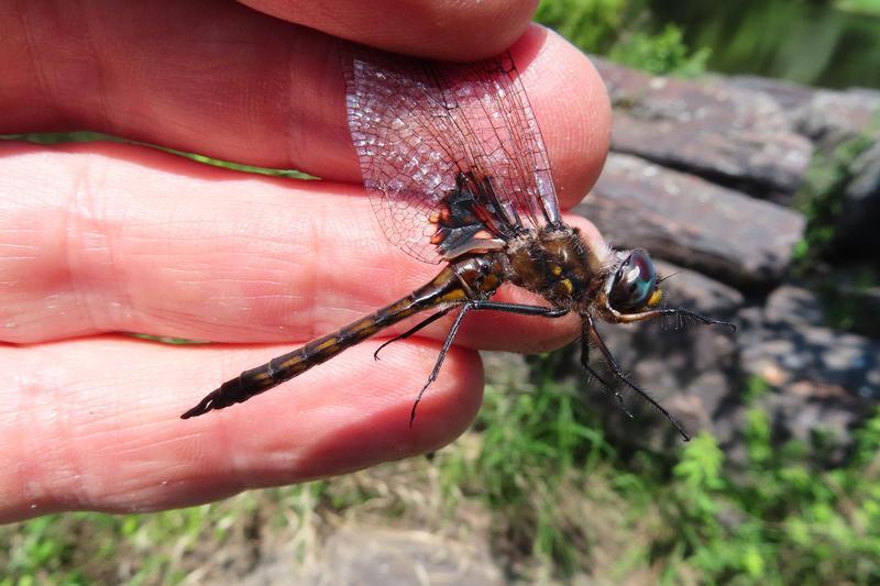 Photo of Common Baskettail