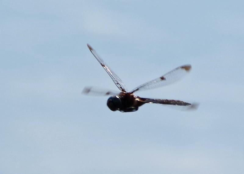 Photo of Prince Baskettail